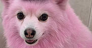 Rada joined the competition — help win amazing prizes! dog, pink_fur, fluffy, long_hair, blue_cap, baseball_cap, pet, portrait, close_up, face, eyes, nose, smiling, happy, indoors, couch, seated, cute, animal, fashionable