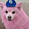 dog, pink_fur, fluffy, long_hair, blue_cap, baseball_cap, pet, portrait, close_up, face, eyes, nose, smiling, happy, indoors, couch, seated, cute, animal, fashionable