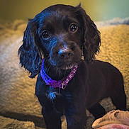 Pebbles is registered to the contest to win money with this photo: puppy, dog, black_dog, collar, pet, animal, cute, indoor, blanket, fur, looking_at_camera, young_dog, portrait, domestic_animal, bed, cozy, curious, ears, snout, whiskers