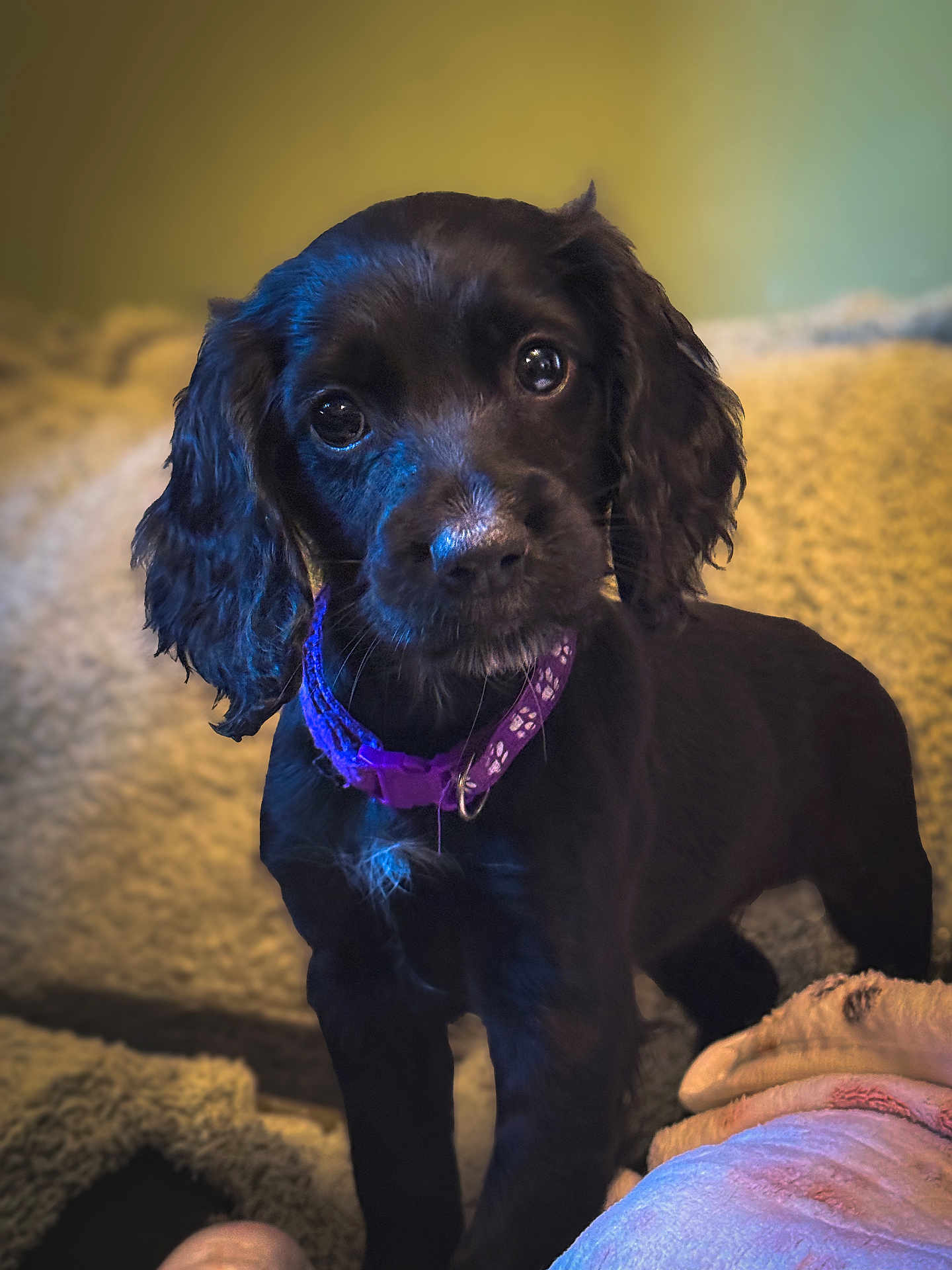 Pebbles