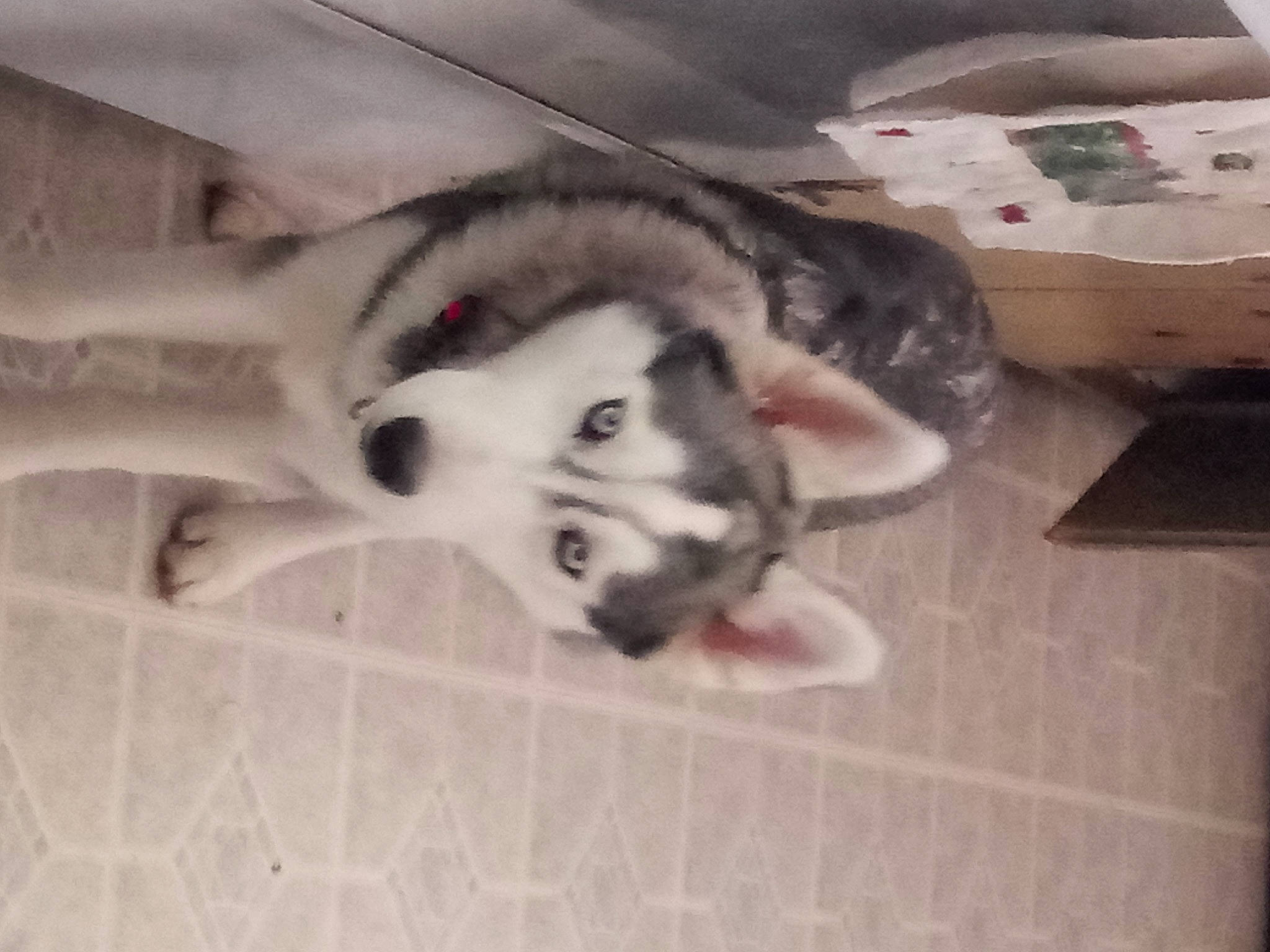 Yura is registered to the contest to win money with this photo: alaskan_klee_kai, alaskan_malamute, canidae, carnivore, dog, dog_breed, eye, mammal, nose, siberian_husky, sled_dog, snout, wolfdog