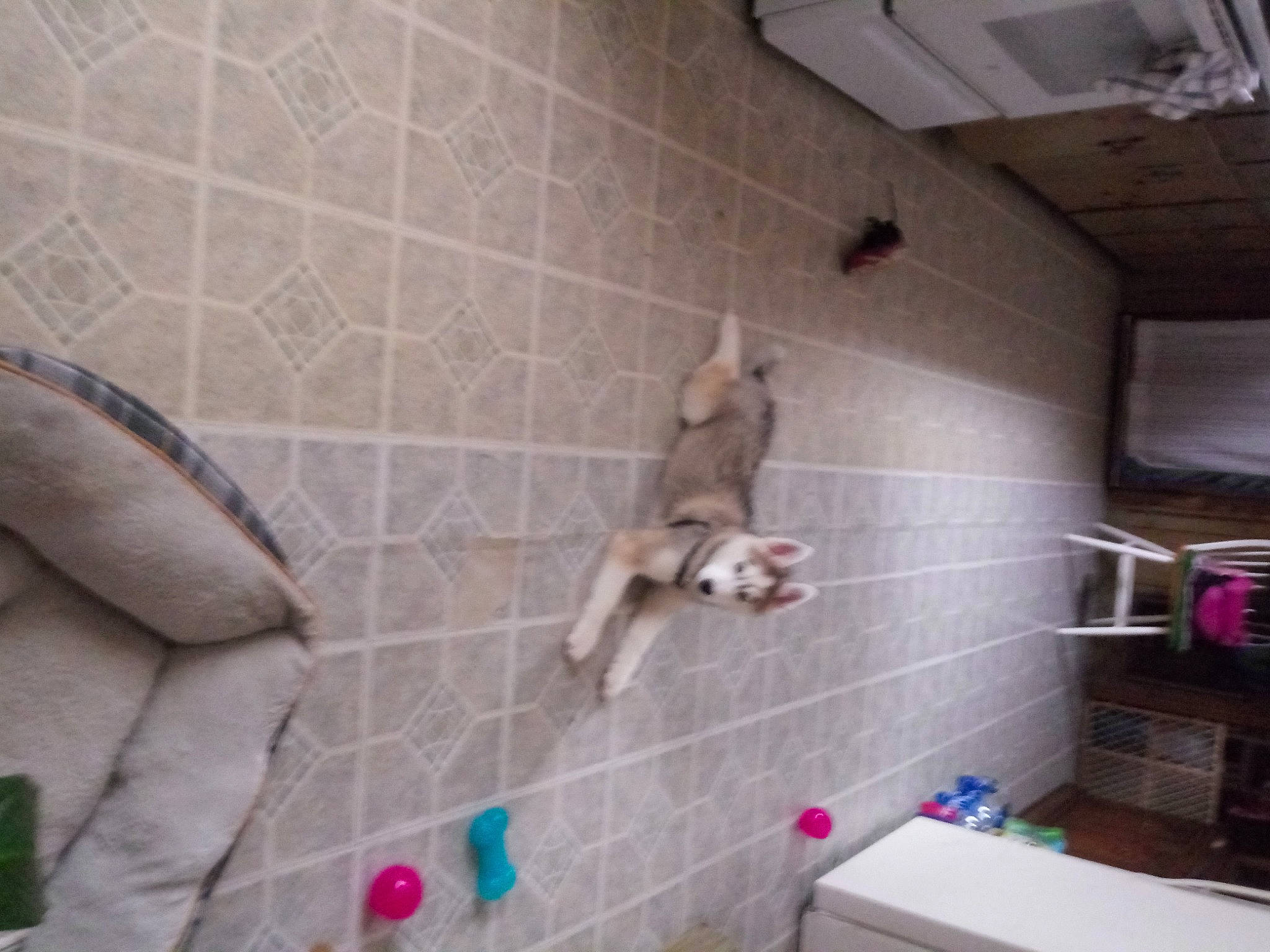 Yura joined the competition — help win amazing prizes! bathroom, canidae, carnivore, cat, dog, fawn, floor, interior_design, non_sporting_group, room, tile, wall, wolfdog