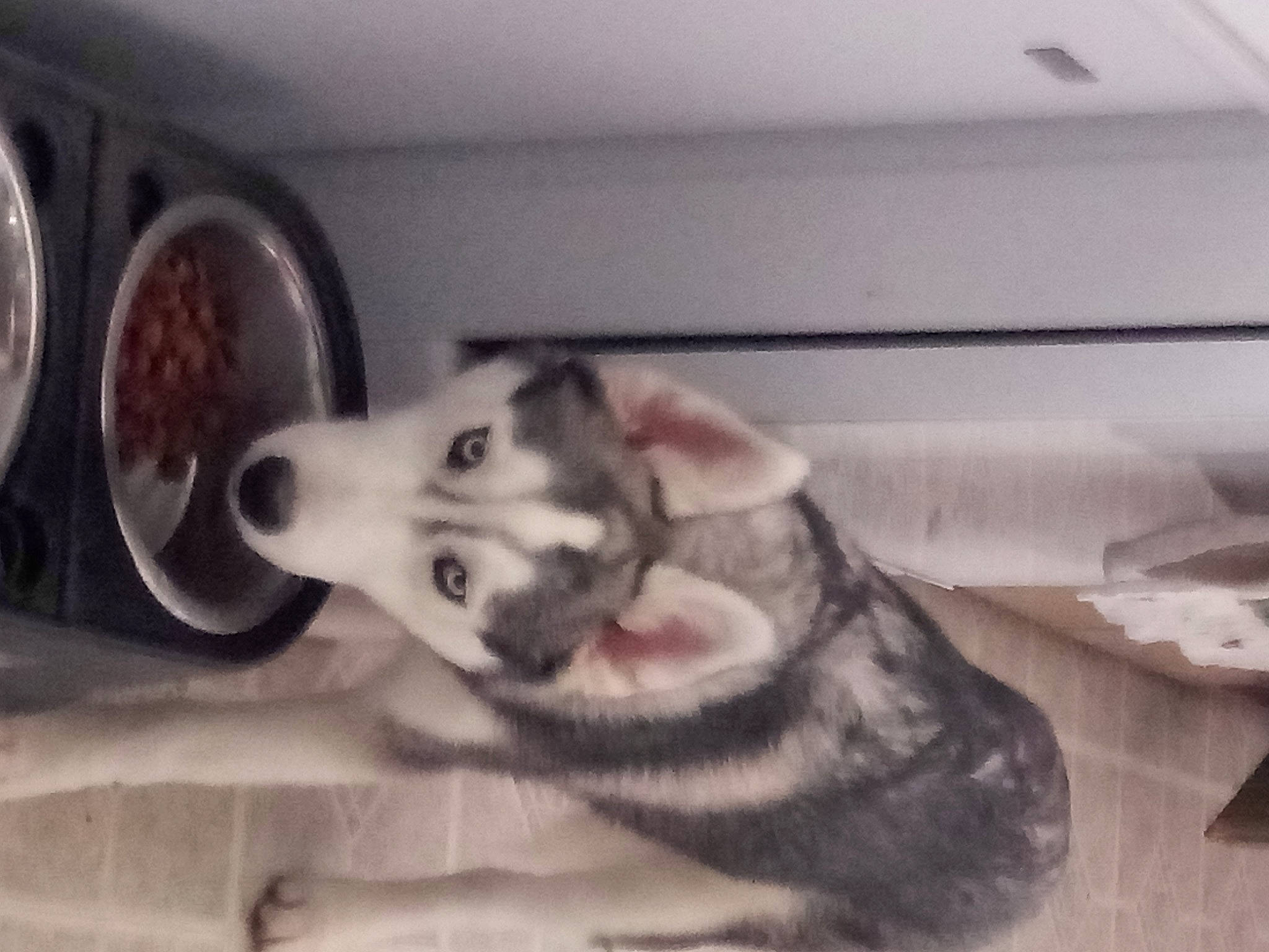 Yura joined the competition — help win amazing prizes! canidae, carnivore, cat, ear, eye, felidae, head, jaw, nose, small_to_medium_sized_cats, snout, square, whiskers