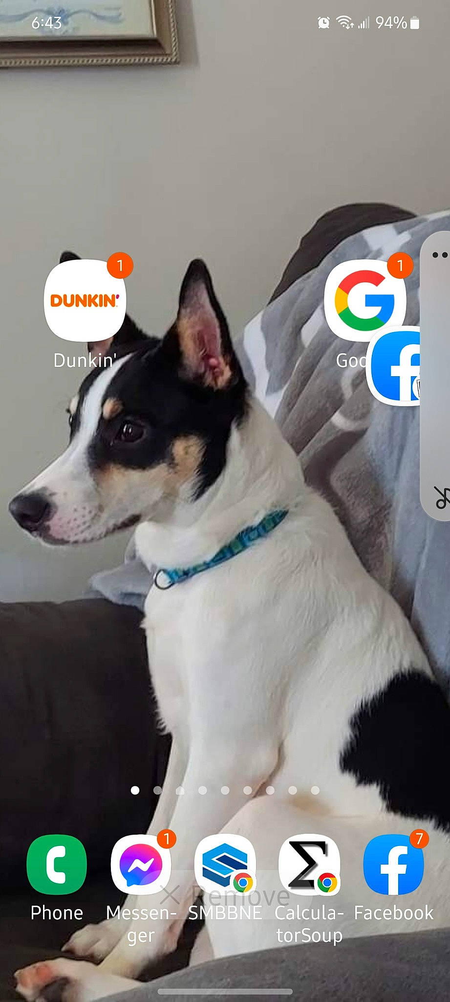 Mitsu is registered to the contest to win money with this photo: canidae, carnivore, collar, companion_dog, dog, dog_breed, dog_collar, dog_supply, door, fashion_accessory, fur, leash, paw, snout, sporting_group, whiskers, white, working_animal, working_dog