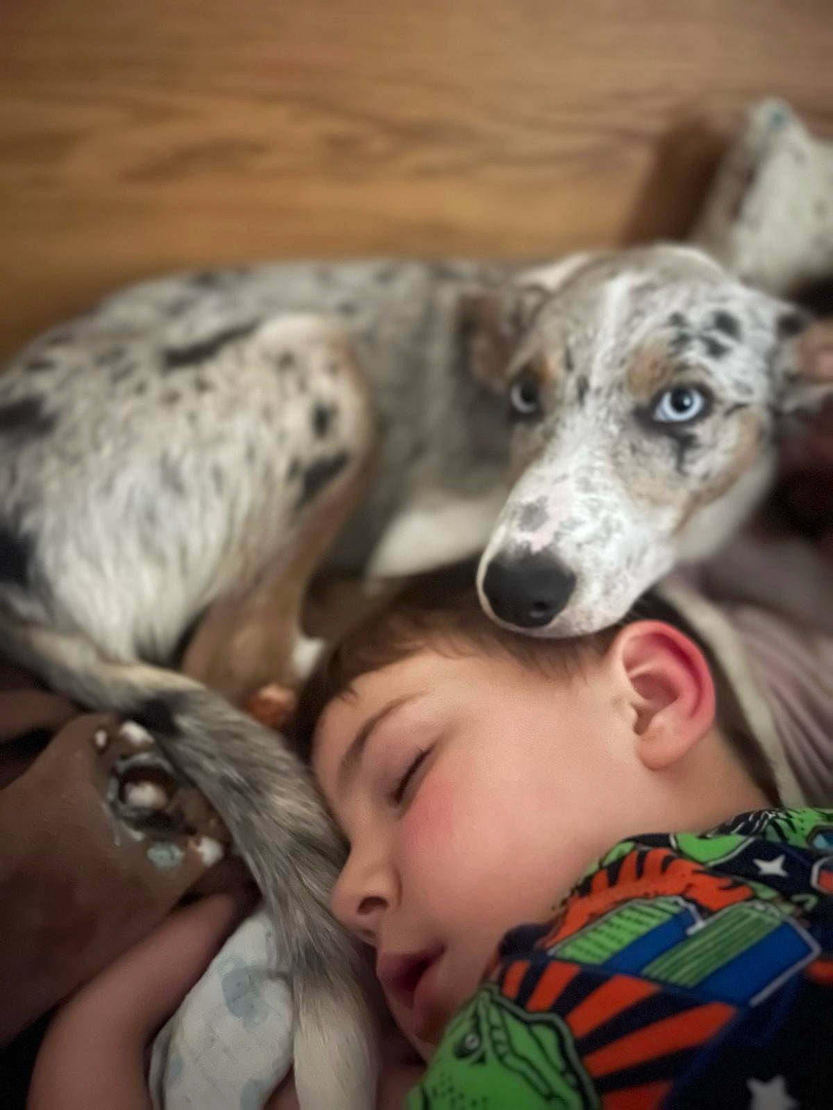 Skye is registered to the contest to win money with this photo: baby, canidae, carnivore, comfort, companion_dog, dog, dog_breed, fawn, fur, happy, rampur_greyhound, sighthound, sporting_group, terrestrial_animal, toddler, working_animal