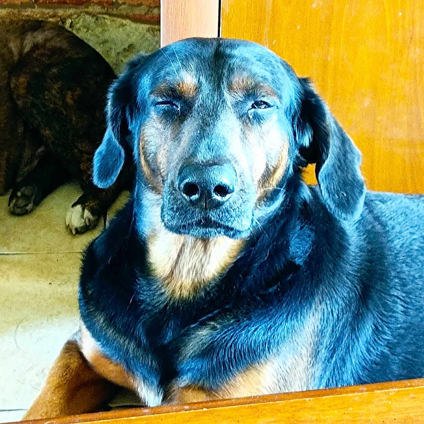 Loki