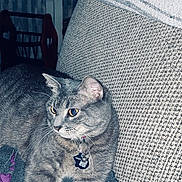 Graycie joined the competition — help win amazing prizes! cat, grey_tabby, collar, tags, couch, blanket, furniture, home_decor, wooden_furniture, candlesticks, relaxed, indoor, pet, animal, curious, cozy, textured, fabric, resting, side_view