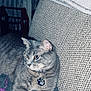 cat, grey_tabby, collar, tags, couch, blanket, furniture, home_decor, wooden_furniture, candlesticks, relaxed, indoor, pet, animal, curious, cozy, textured, fabric, resting, side_view