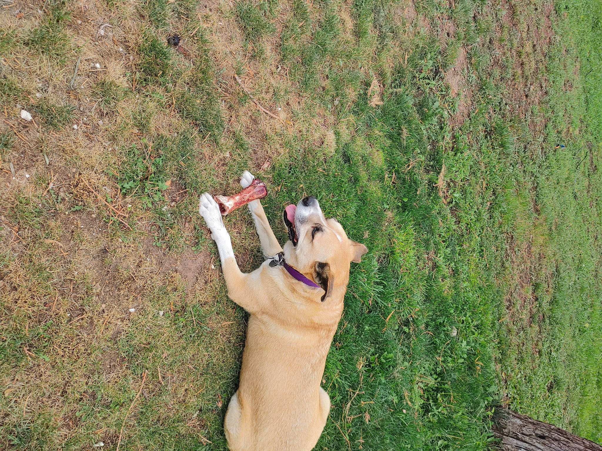 Deedee joined the competition — help win amazing prizes! barefoot, carnivore, companion_dog, dog, dog_breed, fawn, foot, gesture, grass, grassland, happy, human_leg, leisure, meadow, people_in_nature, plant, sporting_group, tail, thumb, toy