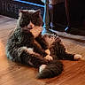 James joined the competition — help win amazing prizes! cat, fluffy, pet, indoor, floor, wooden_floor, rug, candle, candle_holder, decorations, sofa, cushion, home_decor, warm_lighting, relaxed, seated, furniture, cozy, living_room, animal