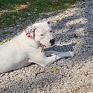 James is registered to the contest to win money with this photo: animal, canine, collar, daylight, dog, domestic_animal, grass, gravel, ground, lying_down, nature, outdoor, park, pet, relaxed, resting, shadow, side_view, sunlight, white_dog