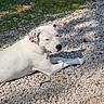 animal, canine, collar, daylight, dog, domestic_animal, grass, gravel, ground, lying_down, nature, outdoor, park, pet, relaxed, resting, shadow, side_view, sunlight, white_dog