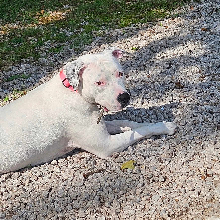 James is registered to the contest to win money with this photo: animal, canine, collar, daylight, dog, domestic_animal, grass, gravel, ground, lying_down, nature, outdoor, park, pet, relaxed, resting, shadow, side_view, sunlight, white_dog