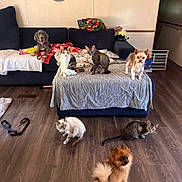 Princess Dolly is registered to the contest to win money with this photo: dog, cat, couch, blanket, floor, living_room, pet, animal, indoor, furniture, wood_floor, mirror, pillow, leash, multi_pet, domestic_animal, cute, small_dog, tabby_cat, cozy