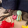 dog, sleeping, plush_toys, bed, blanket, couch, red_lobster_toy, octopus_toy, pink_toy, collar, pet, indoor, cozy, relaxing, canine, animal, resting, paw, toy, fabric