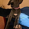 Princess Dolly joined the competition — help win amazing prizes! dog, puppy, great_dane, indoor, pet, collar, paw, person, lap, couch, blue_cushion, relaxed, furniture, brown_wall, animal, cute, young_dog, canine, domestic_animal, companion