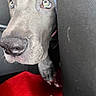 Princess Dolly is registered to the contest to win money with this photo: animal_photography, canine, car_interior, close_up, curious, dog, eyes, funny, fur, gray_dog, indoor, nose, paw, pet, portrait, red_blanket, seat, side_eye, snout, whiskers