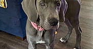 Princess Dolly joined the competition — help win amazing prizes! animal, blanket, couch, cute, dog, floppy_ears, front_view, gray_dog, home, indoors, living_room, long_legs, pet, pink_collar, portrait, puppy, short_hair, standing, white_paws, wood_floor