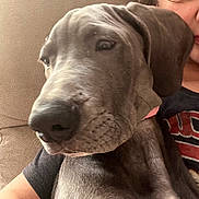 Princess Dolly is registered to the contest to win money with this photo: blue_dog, close_up, companion, couch, dog, eye, floppy_ears, funny, gray_fur, human_face, indoors, nose, person, pet, portrait, puppy, selfie, short_fur, sitting, wrinkles