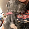 Princess Dolly is registered to the contest to win money with this photo: animal, close_up, cuddle, cute, dark_fur, dog, floppy_ears, gray_dog, home, hugging, indoor, large_breed, person, pet, pink_collar, portrait, puppy, short_hair, sitting, white_chest