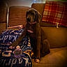 Princess Dolly joined the competition — help win amazing prizes! dog, puppy, couch, blanket, water_bottle, brown_furniture, indoor, pet, collar, plaid_blanket, relaxed, seated, cozy, home, furniture, textile, animal, paw, resting, domestic