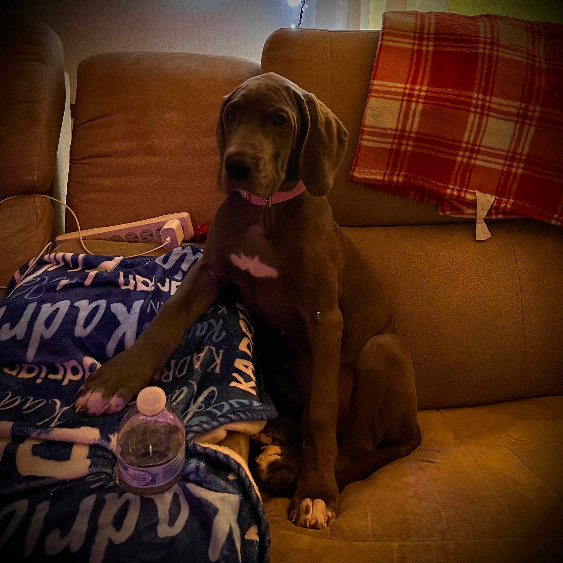Princess Dolly