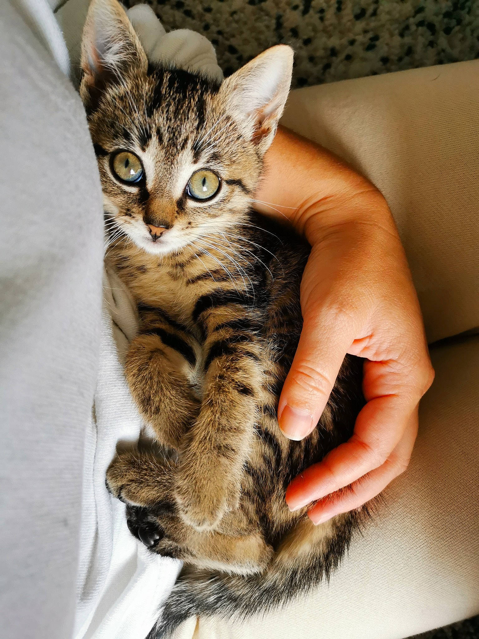 Sawyer a rejoint le concours — aidez-le/la à gagner de superbes lots ! carnivore, cat, claw, comfort, domestic_short_haired_cat, felidae, fur, nail, paw, small_to_medium_sized_cats, snout, terrestrial_animal, whiskers