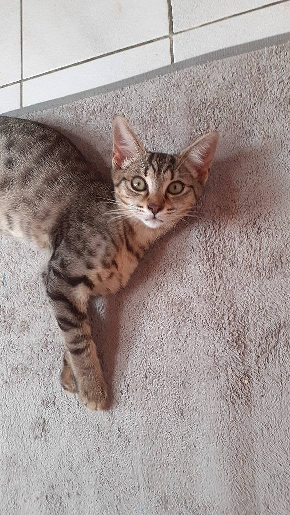 Rasta a rejoint le concours — aidez-le/la à gagner de superbes lots ! carnivore, cat, comfort, domestic_short_haired_cat, door, felidae, fur, paw, sitting, small_to_medium_sized_cats, snout, tail, terrestrial_animal, whiskers, wood