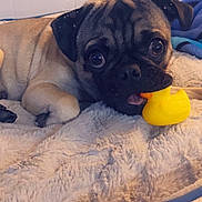 Koda joined the competition — help win amazing prizes! animal, bed, blanket, close_up, cozy, cute, dog, ears, face, filter, fur, indoor, lying_down, pet, pink_hearts, playful, pug, puppy, rubber_duck, toy