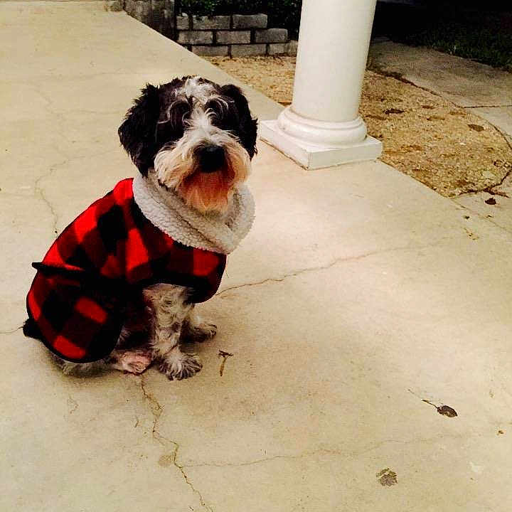 Schnoodle is registered to the contest to win money with this photo: