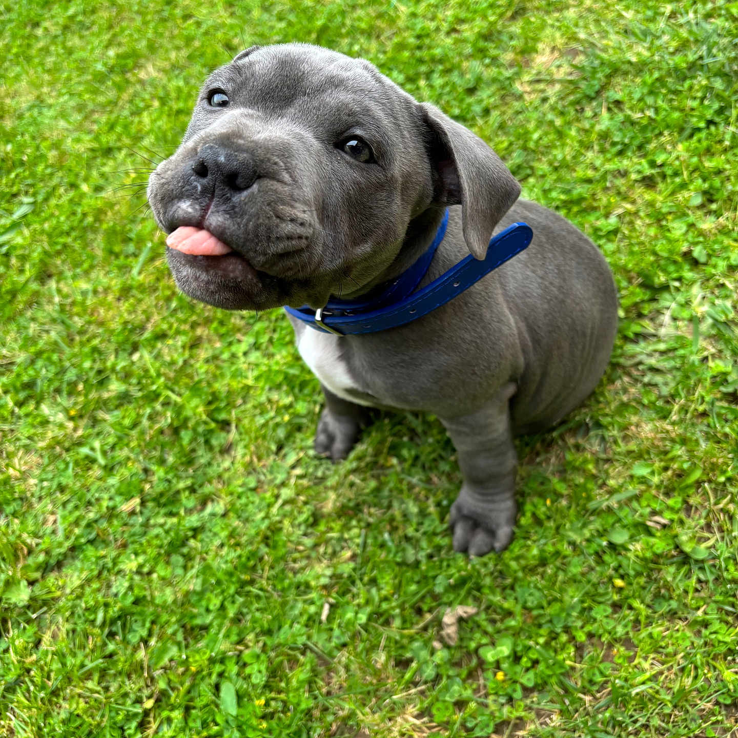 Aïko a rejoint le concours — aidez-le/la à gagner de superbes lots ! animal, boxer, bulldog, canine, dog, field, frenchbulldog, grass, grassland, green, lawn, nature, outdoors, park, pet, pitbull, plant, puppy, snout, whitedog