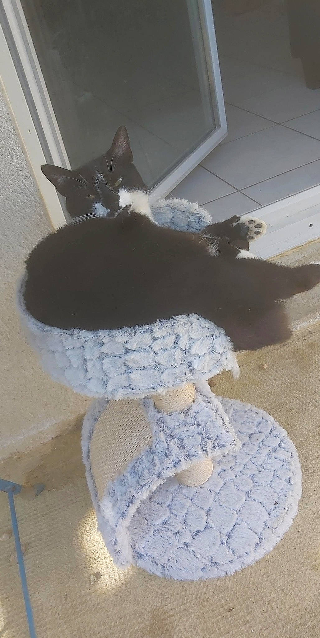 Socquette a rejoint le concours — aidez-le/la à gagner de superbes lots ! art, cat, craft, domestic_short_haired_cat, felidae, floor, flooring, grey, pattern, stairs, stuffed_toy, tail, textile, thread, toy, vertebrate, whiskers, window, wool, woolen