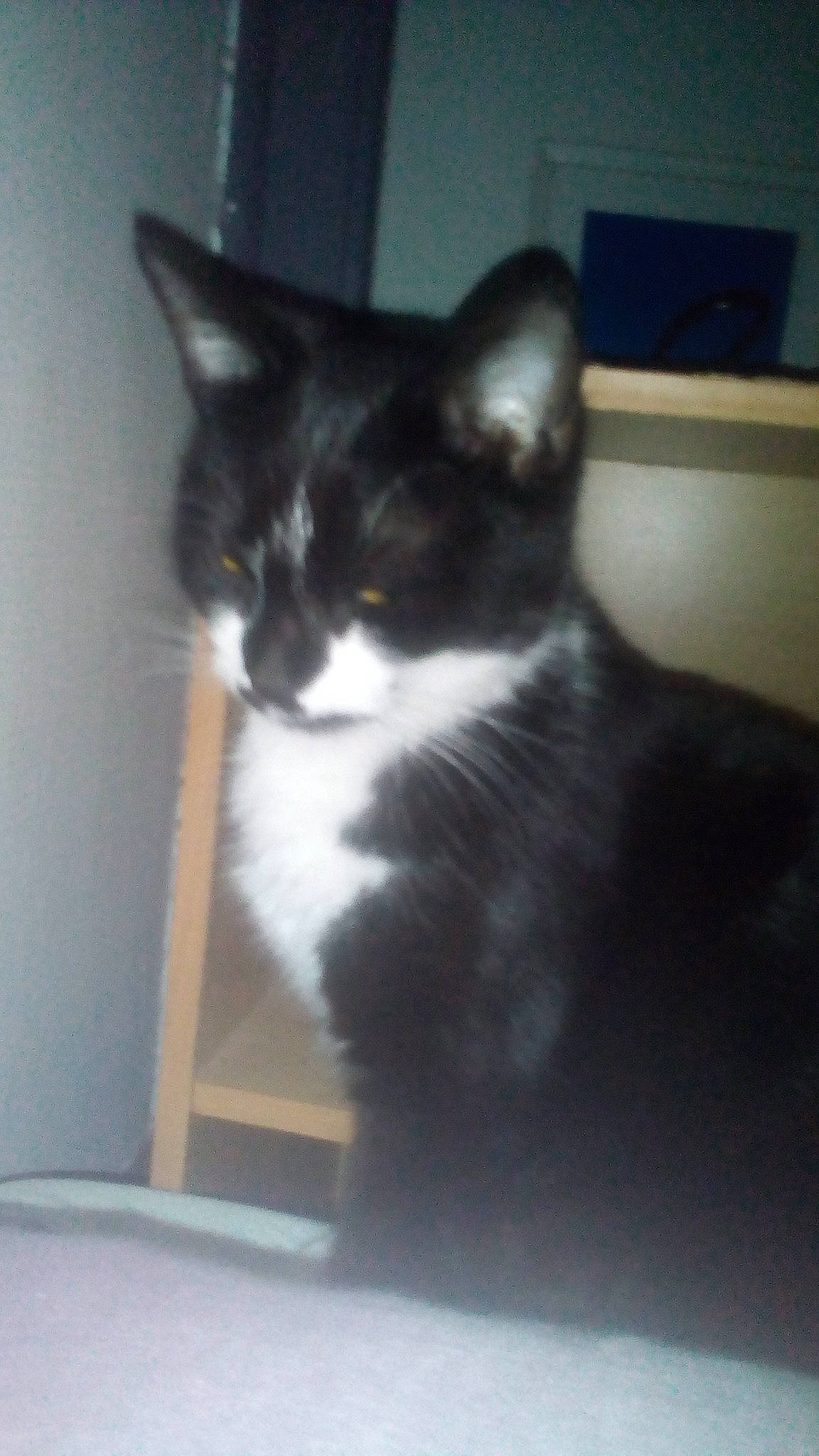 Socquette participe au concours pour gagner de l'argent avec cette photo : box, carnivore, cat, domestic_short_haired_cat, felidae, fur, small_to_medium_sized_cats, snout, tail, whiskers, window