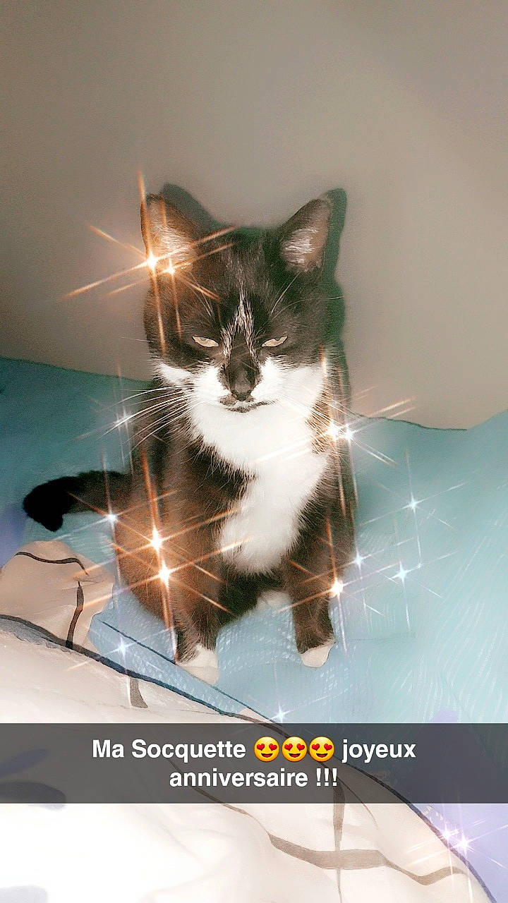 Socquette a rejoint le concours — aidez-le/la à gagner de superbes lots ! box, carnivore, cat, display_device, domestic_short_haired_cat, electronic_device, felidae, font, fur, graphic_design, graphics, illustration, output_device, paw, photo_caption, small_to_medium_sized_cats, snout, stock_photography, whiskers, window