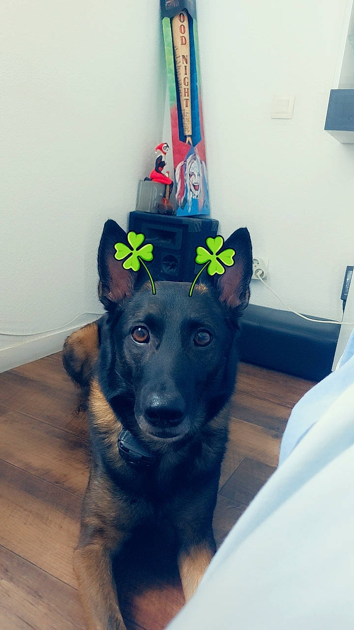 Orphée a rejoint le concours — aidez-le/la à gagner de superbes lots ! canidae, carnivore, collar, companion_dog, cone, costume_hat, dog, dog_breed, dog_clothes, dog_supply, fashion_accessory, fawn, fur, hat, headgear, party_hat, snout, sporting_group, whiskers, working_animal