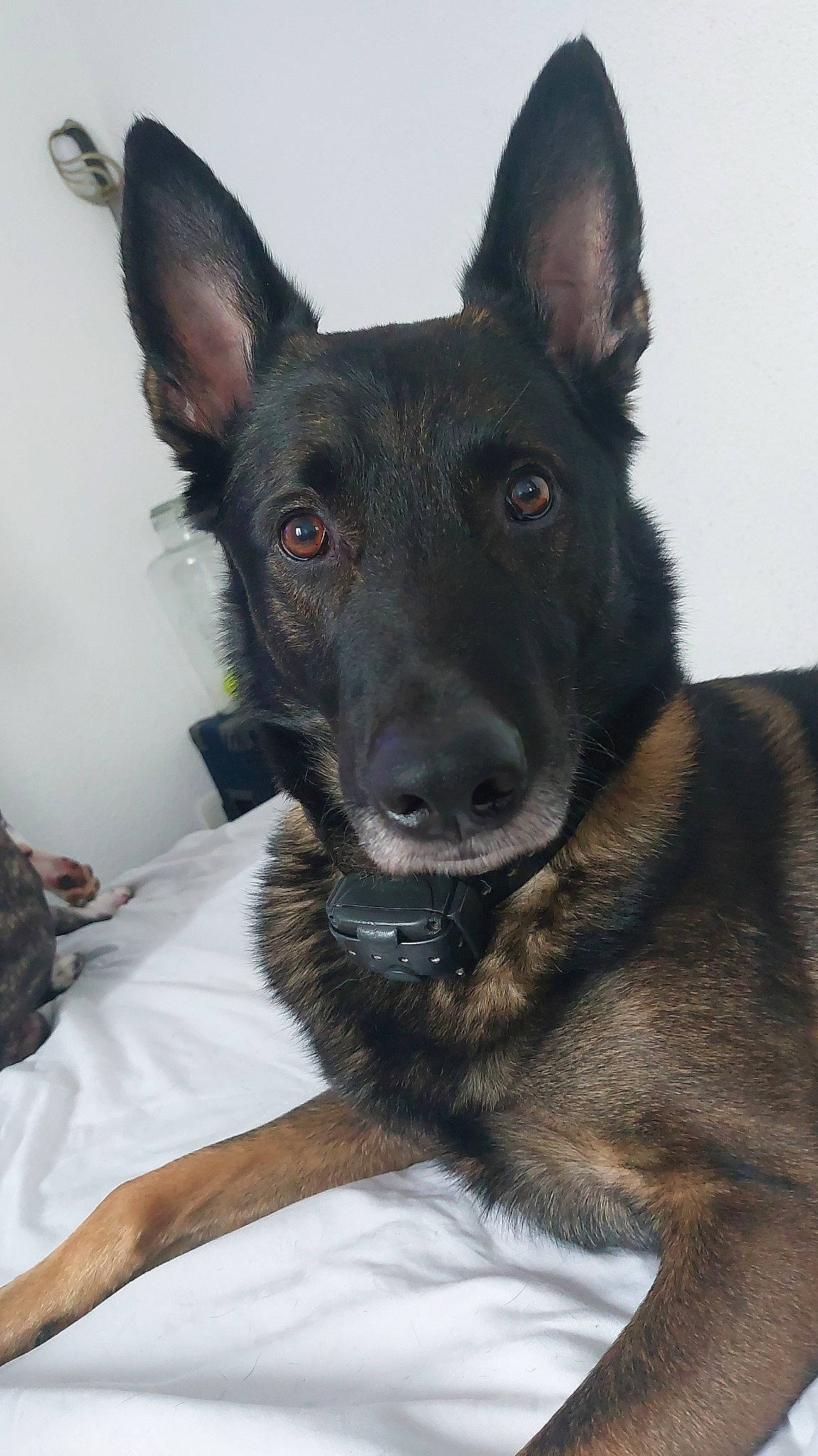 Orphée participe au concours pour gagner de l'argent avec cette photo : bag, canidae, carnivore, collar, companion_dog, dog, dog_breed, dog_supply, ear, eye, fawn, fur, head, jaw, luggage_and_bags, pet_supply, snout, sporting_group, whiskers, working_animal