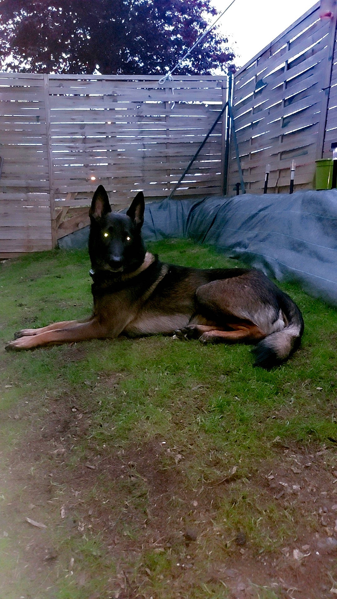 Orphée participe au concours pour gagner de l'argent avec cette photo : canidae, carnivore, companion_dog, dog, dog_breed, dog_supply, east_european_shepherd, fawn, fence, german_shepherd_dog, grass, guard_dog, herding_dog, old_german_shepherd_dog, snout, sporting_group, tail, terrestrial_animal, working_animal, working_dog