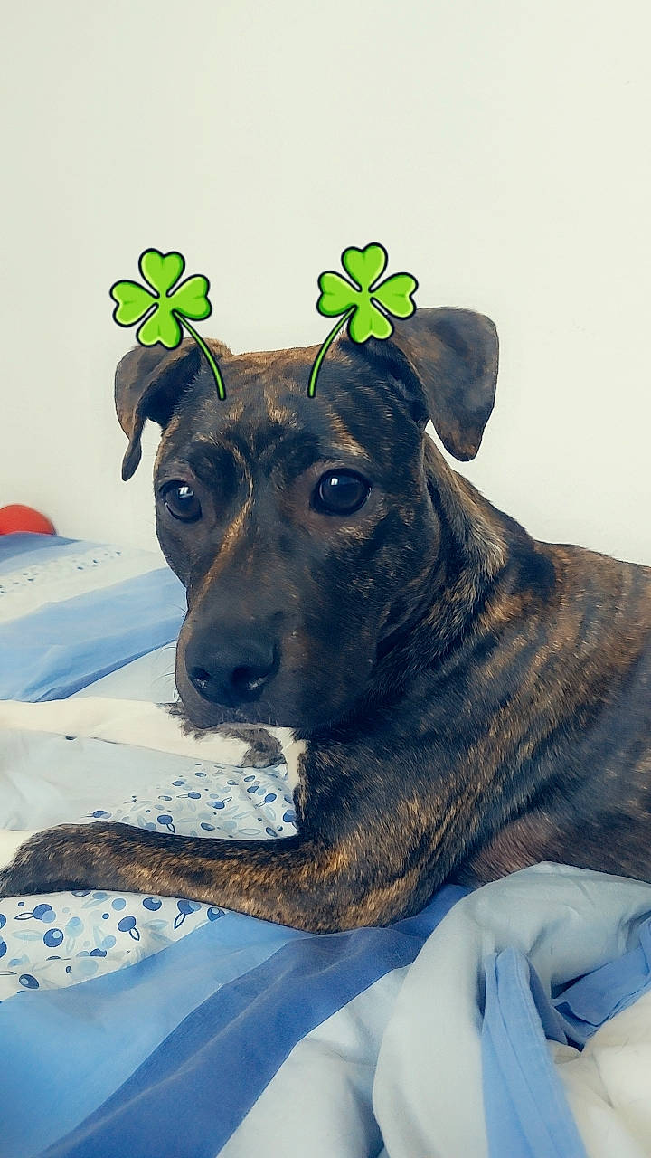 Thémis a rejoint le concours — aidez-le/la à gagner de superbes lots ! carnivore, collar, companion_dog, dog, dog_breed, dog_collar, dog_supply, fawn, fur, green, guard_dog, hat, head, plant, snow, sporting_group, whiskers, winter, working_animal, working_dog