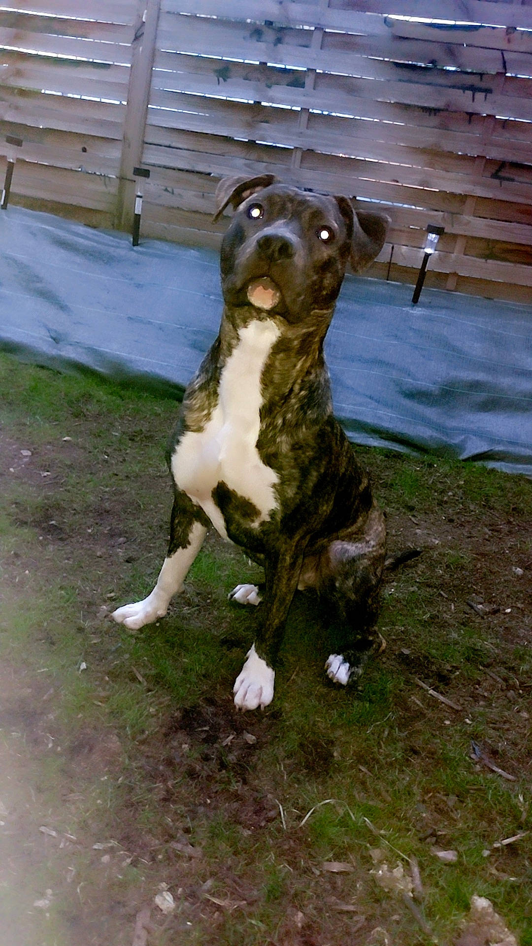 Thémis participe au concours pour gagner de l'argent avec cette photo : art, canidae, carnivore, companion_dog, dog, dog_breed, dog_supply, fawn, fence, fur, grass, guard_dog, pointing_breed, snout, sporting_group, sports_toy, tail, terrestrial_animal, working_animal, working_dog