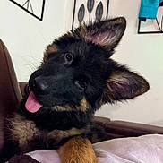 Willow is registered to the contest to win money with this photo: dog, puppy, german_shepherd, tongue_out, head_tilt, pet, fur, ears, cute, animal, indoor, blanket, couch, wall_art, leaf_artwork, brown_fur, black_fur, playful, young_dog, domestic_animal