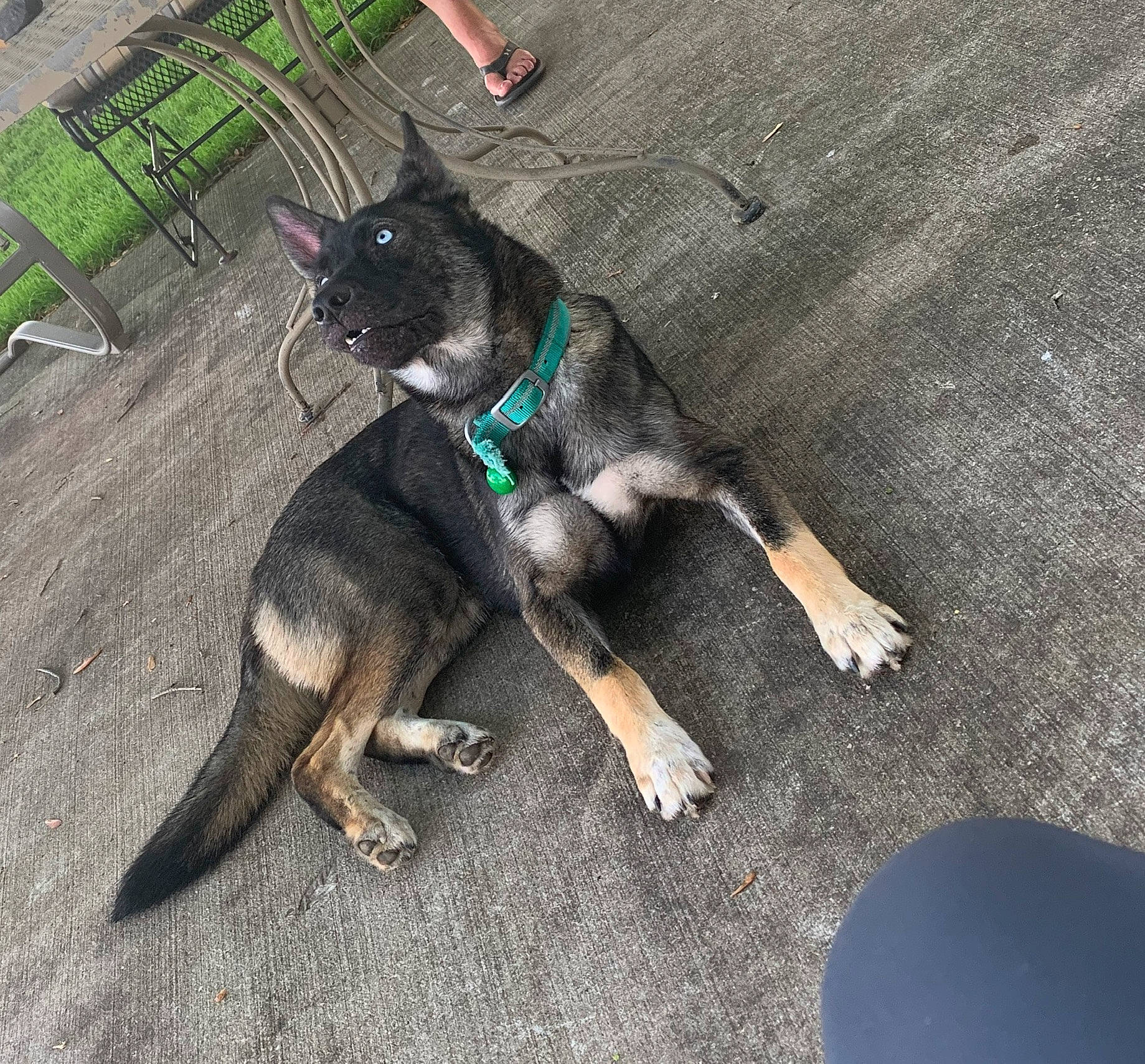 Bristol joined the competition — help win amazing prizes! canidae, carnivore, dog, dog_breed, east_european_shepherd, german_shepherd_dog, leash, mammal, paw, snout, tail, vertebrate, working_dog