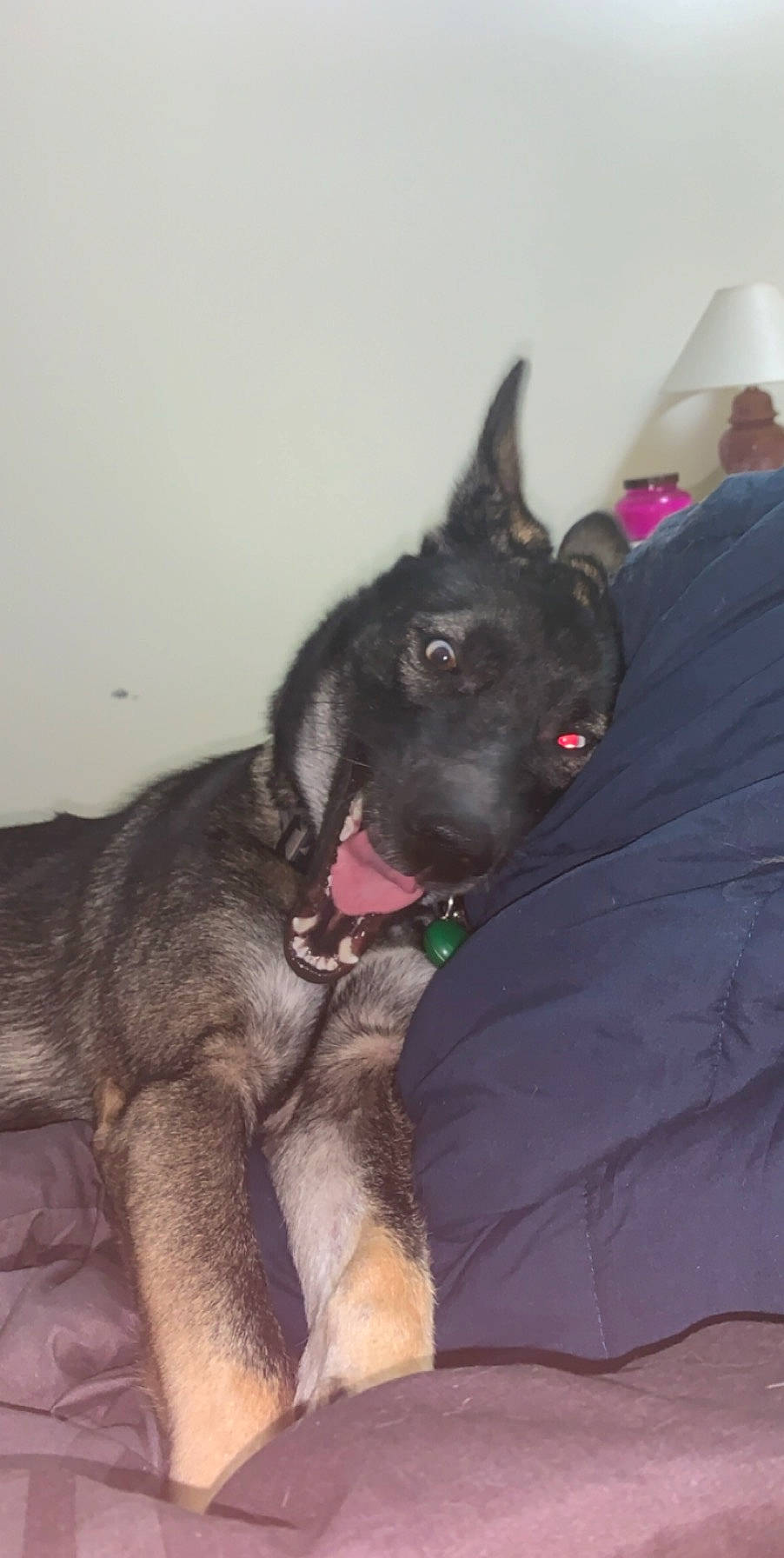 Bristol joined the competition — help win amazing prizes! canidae, carnivore, dog, dog_breed, fawn, formosan_mountain_dog, mammal, snout, sporting_group, tail, vertebrate