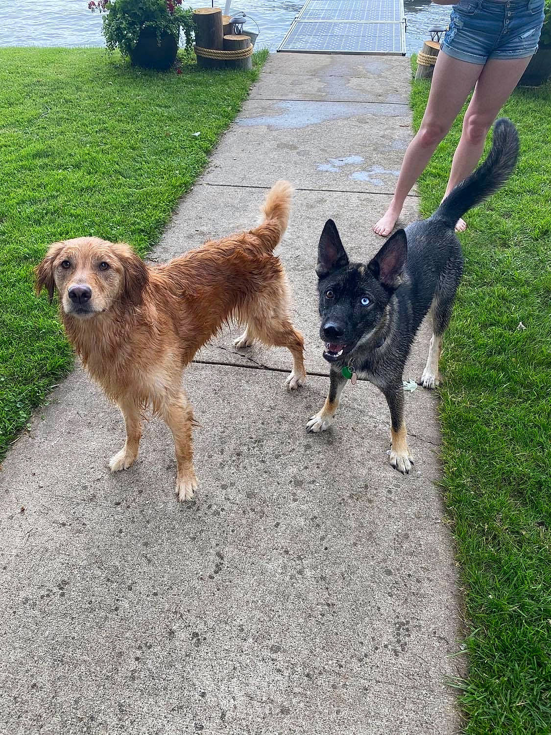 Bristol is registered to the contest to win money with this photo: basque_shepherd_dog, canidae, carnivore, companion_dog, dog, dog_breed, dog_walking, fawn, mammal, sporting_group, tail, vertebrate, working_dog