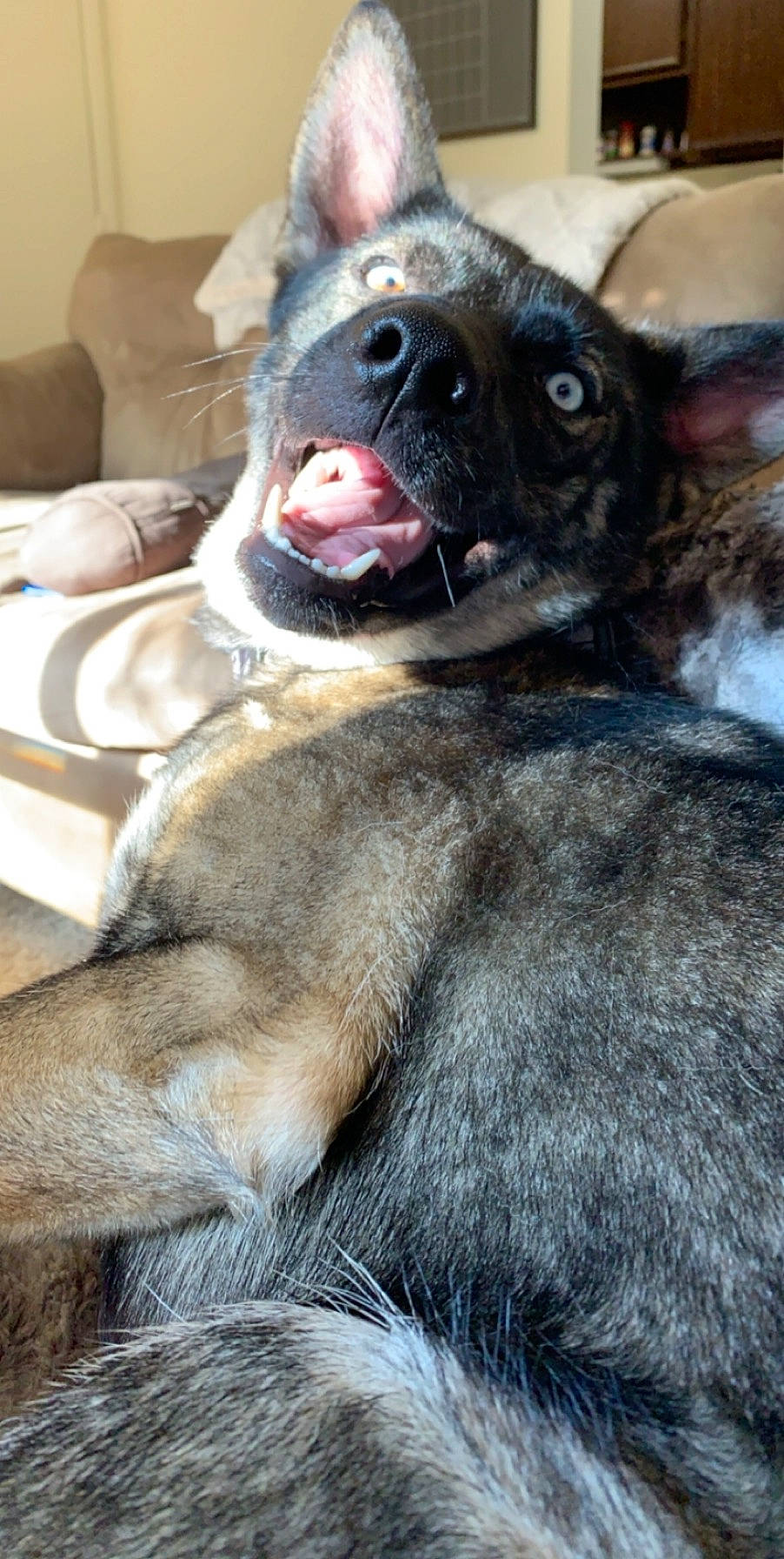 Bristol joined the competition — help win amazing prizes! canidae, carnivore, companion_dog, dog, dog_breed, ear, fawn, french_bulldog, fur, mammal, puppy, snout, vertebrate