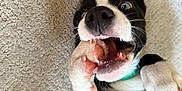 Koda is registered to the contest to win money with this photo: animal, bite, black_and_white, carpet, close_up, collar, cute, dog, ears, funny, fur, indoor, mouth, paw, pet, playful, puppy, teeth, tongue, whiskers