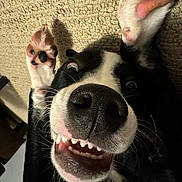 Koda joined the competition — help win amazing prizes! animal, black_and_white, canine, carpet, close_up, cute, dog, expression, funny_face, fur, happy, indoor, lying_down, nose, paws, pet, playful, teeth, tongue, whiskers