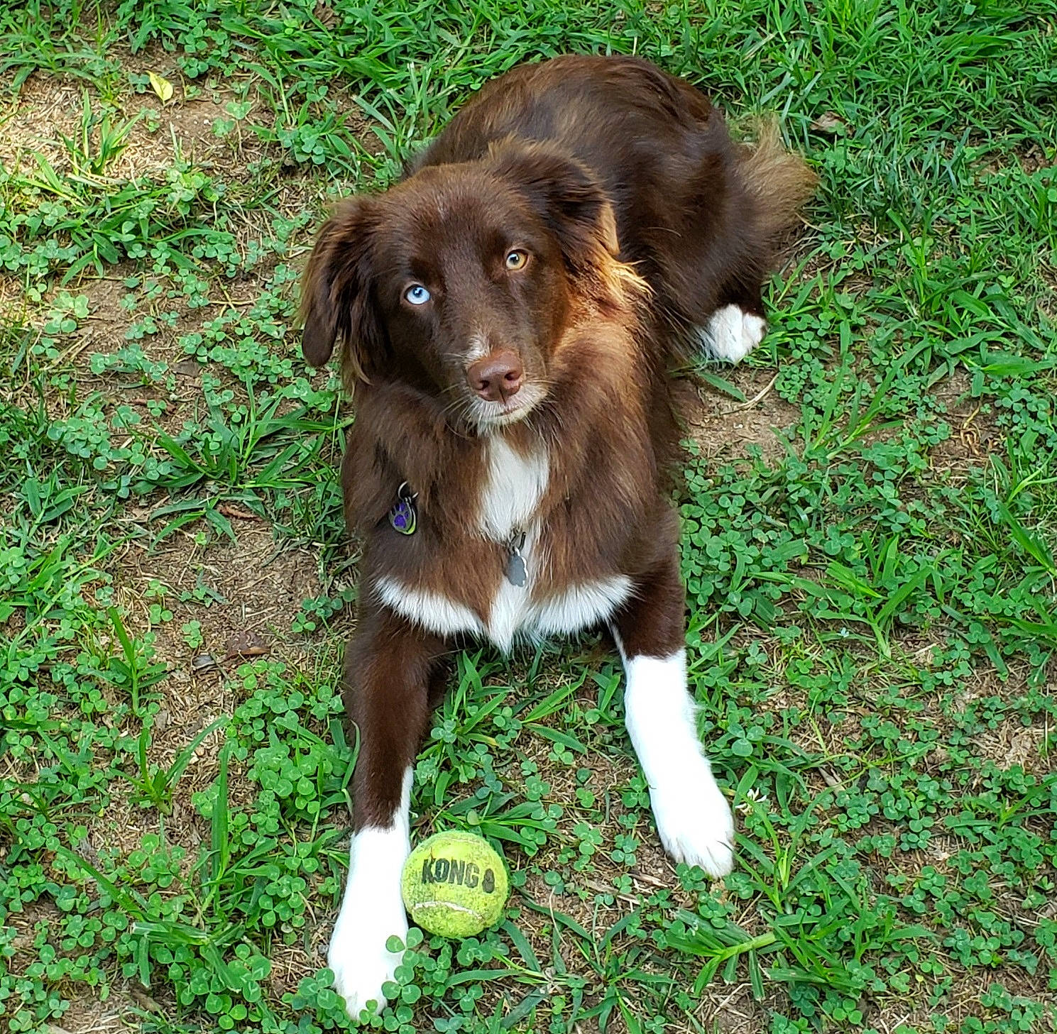 Tucker is registered to the contest to win money with this photo: canidae, carnivore, companion_dog, dog, dog_breed, fawn, fur, grass, gun_dog, liver, plant, retriever, snout, spaniel, sporting_group, tail, terrestrial_animal, whiskers, working_animal, working_dog