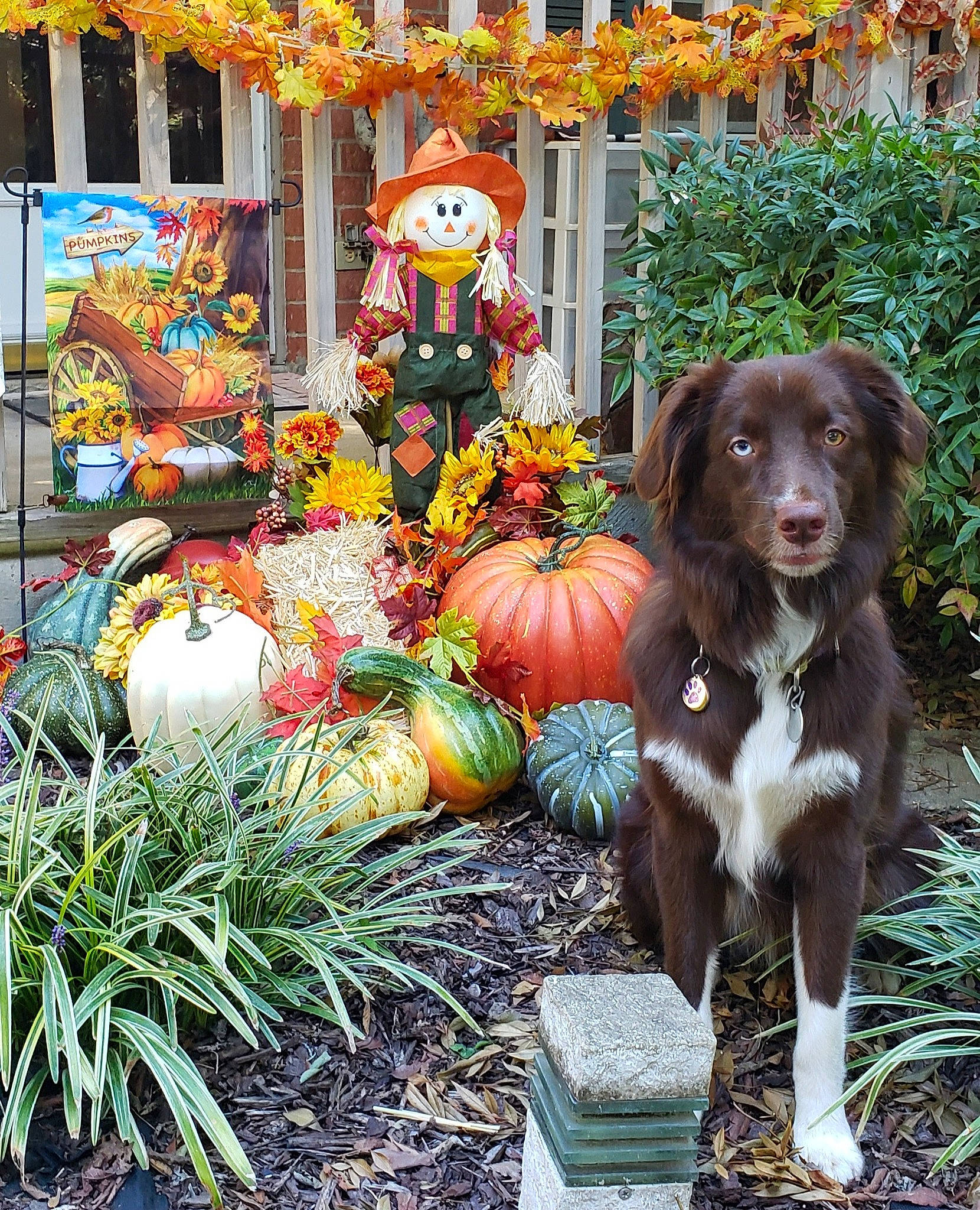 Tucker joined the competition — help win amazing prizes! calabaza, carnivore, companion_dog, cucurbita, dog, dog_breed, door, event, gourd, grass, gun_dog, liver, local_food, natural_foods, plant, porch, pumpkin, squash, vegetable, winter_squash