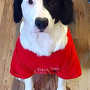 Molly is registered to the contest to win money with this photo: animal, apparel, black_and_white, canine, cute, dog, domestic_animal, ears, friendly, fur, indoor, looking_up, nose, paws, pet, portrait, red_shirt, sitting, wooden_floor, young_dog