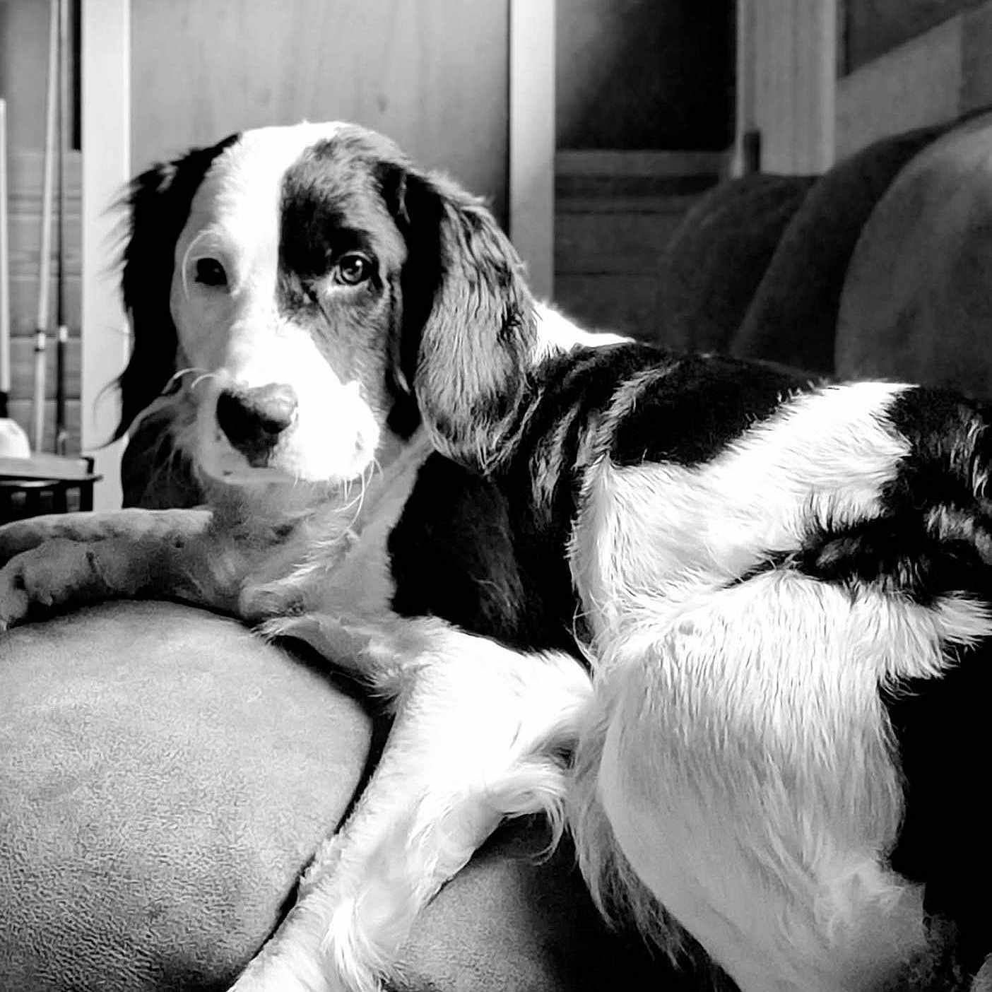 Molly is registered to the contest to win money with this photo: animal, black_and_white, canine, close_up, comfort, companion, couch, cute, dog, domestic, friendly, fur, furniture, indoor, living_room, lying_down, pet, portrait, relaxed, resting